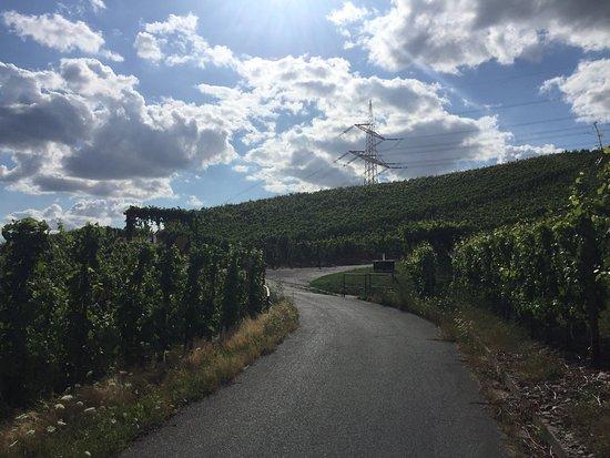 Weinlehrpfad - The educational Wine Path