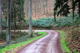 Meulenwald